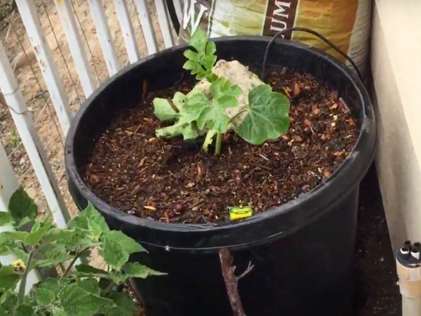 Tips And Tricks Chicken Poop As Garden Fertilizer