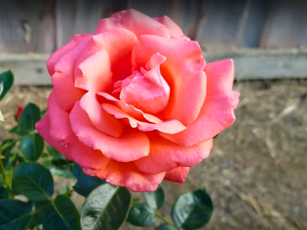 Tropicana Orange Roses 1