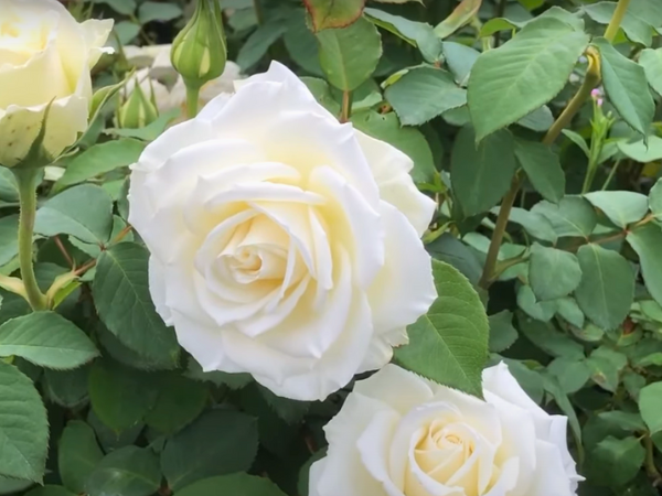 Types of White Roses 2
