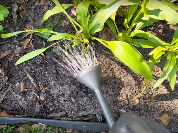 Watering Schedule Calla Lily