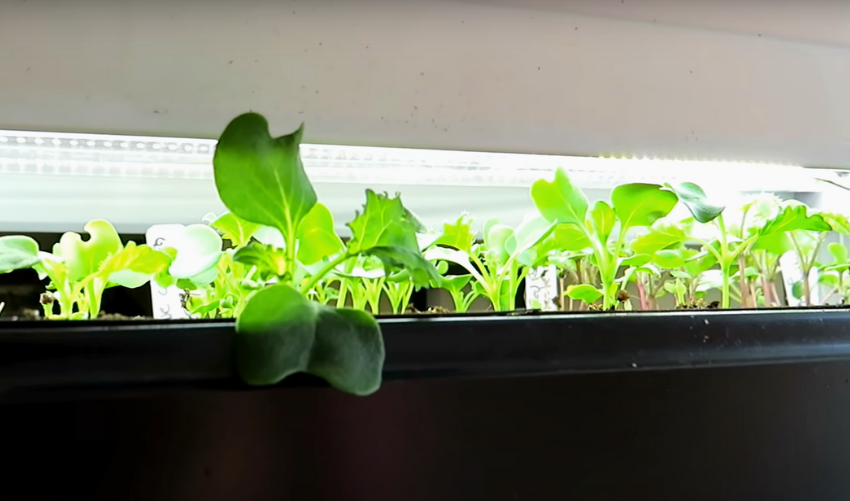 What to Do If Grow Lights Were Left On During Flowering