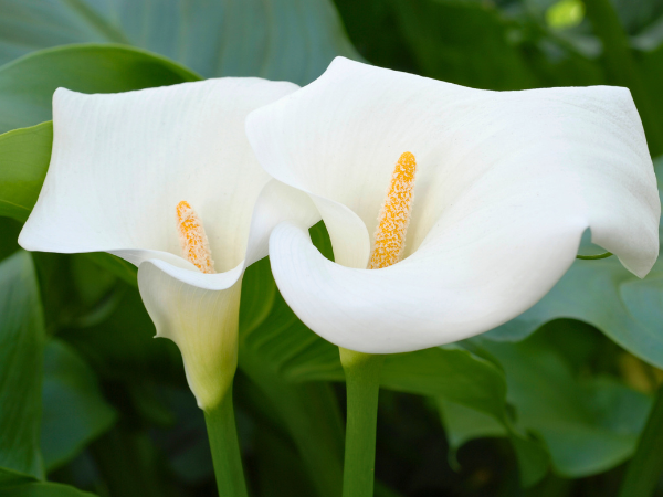 White Calla Lily