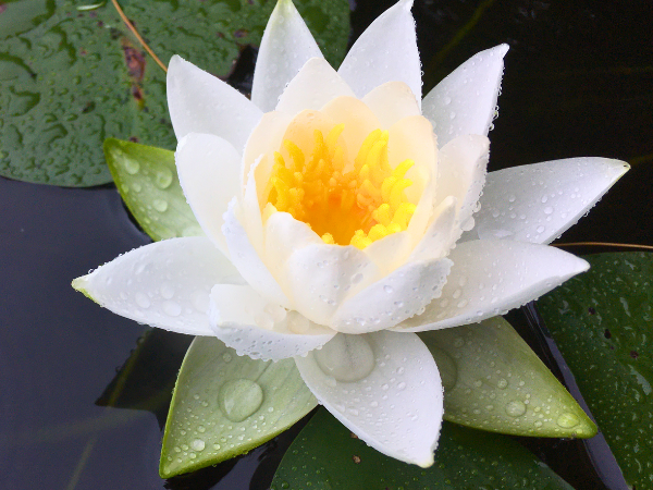 White Lotus And Spiritual Awakening
