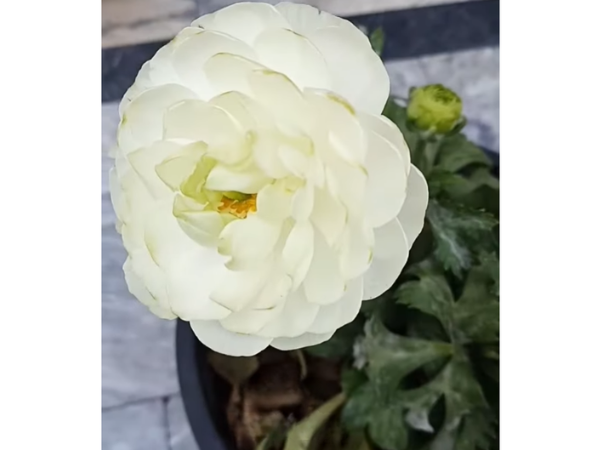 White Ranunculus Flowers photo