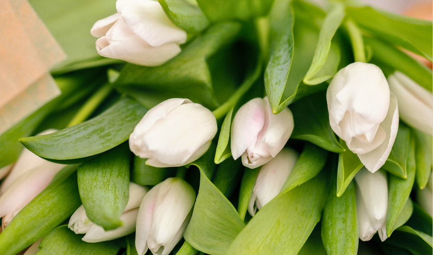 White Tulips: Varieties, Symbolism & Their Cultural Significance