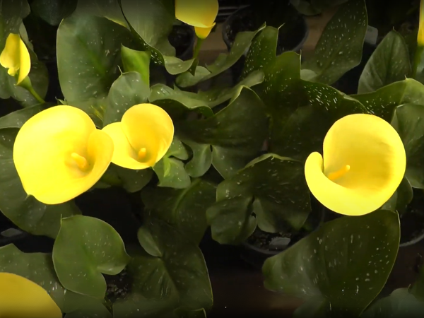 Yellow Calla Lily