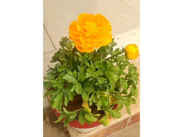 Yellow Ranunculus Flowers photo