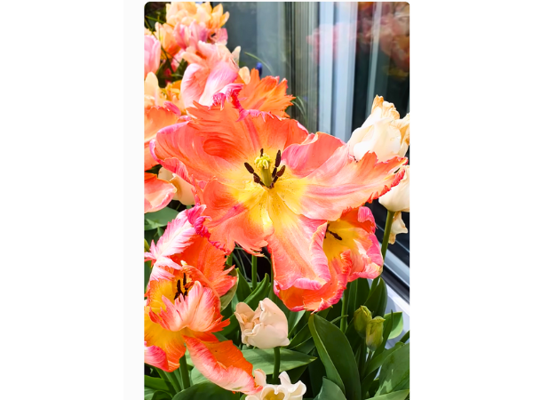 apricot parrot tulip photo