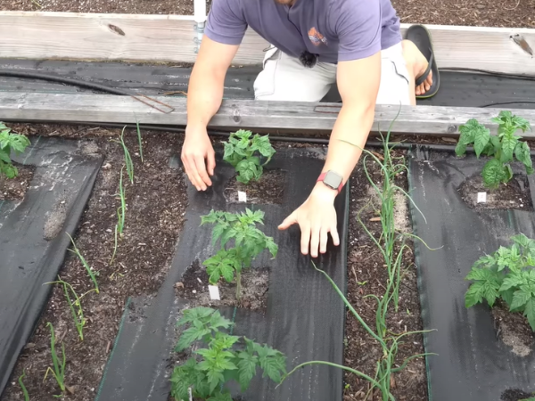 barrier methods can keep pests