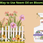 can you spray neem oil on flowering plants photo