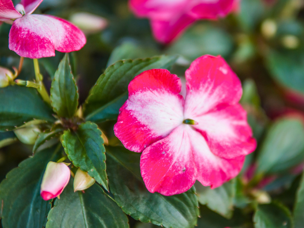 flowers Impatiens