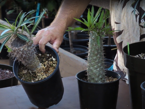 mini Pachypodium Geayi photo