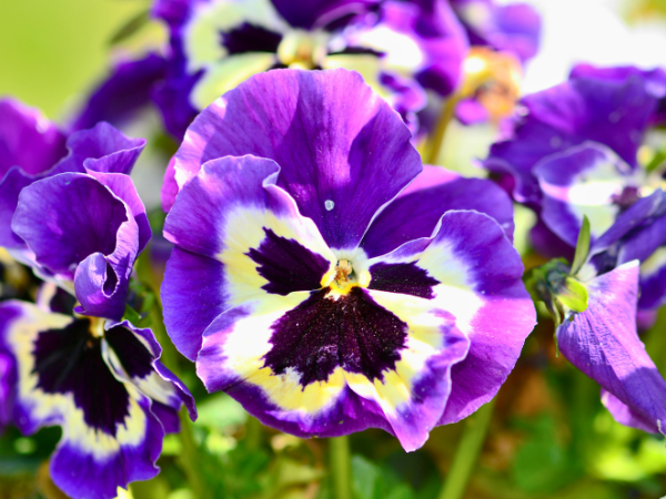 pansies 1