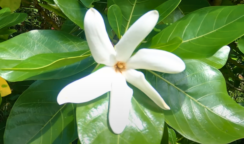 Tiare Flower: From Ancient Rituals to Today’s Beauty & Decor